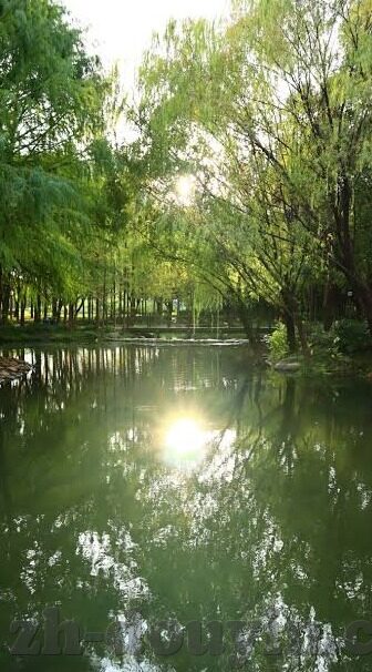 大象视频在线回家地址-探索大象视频的奇妙旅程，在线回家的温馨港湾